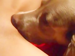 College Girl First Time Trying Dog Cock