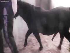 madura viciosa pajea a un caballo