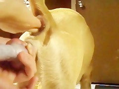 i tied my girlfrend and put my dog to lick her pussy