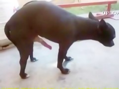 Small dog, big penis