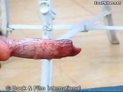 Hot womans share dogs cock