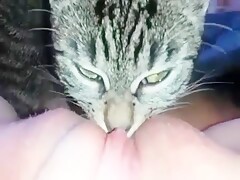 Cat lickking my kitty
