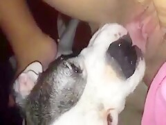 dog licking girl to orgasm