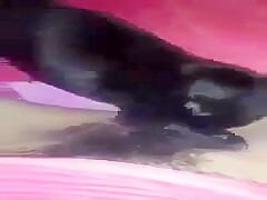 Puppy sucks clit like a nipple