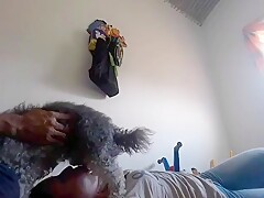 Sucking dog cock