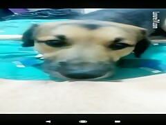 Teen and dog lick